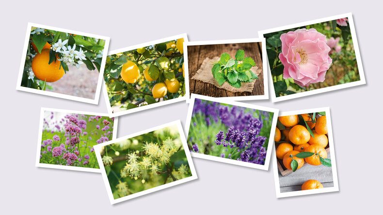 Bilder von verschiedenen Früchten und Blüten 